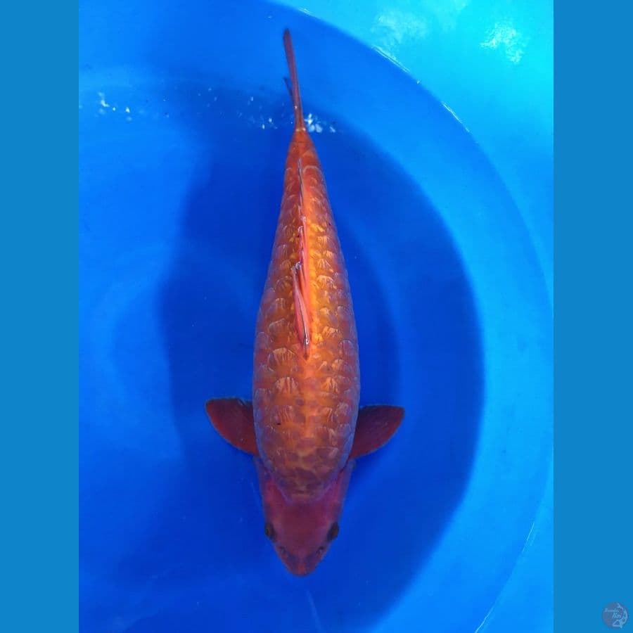Superb Aragoke chagoi 50cm Male