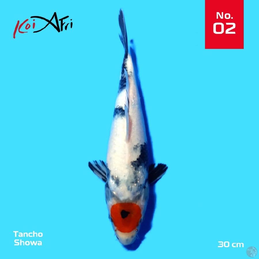 Tancho Showa