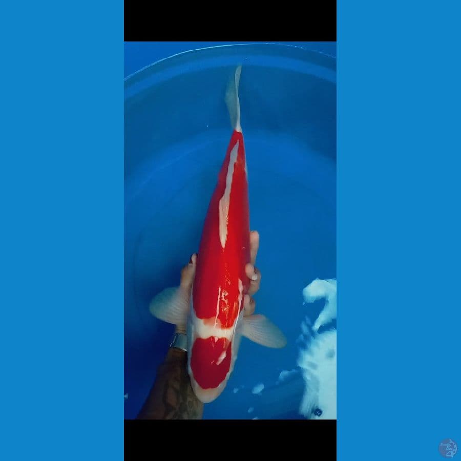 kohaku doitsu murni 43CM ORIGINAL