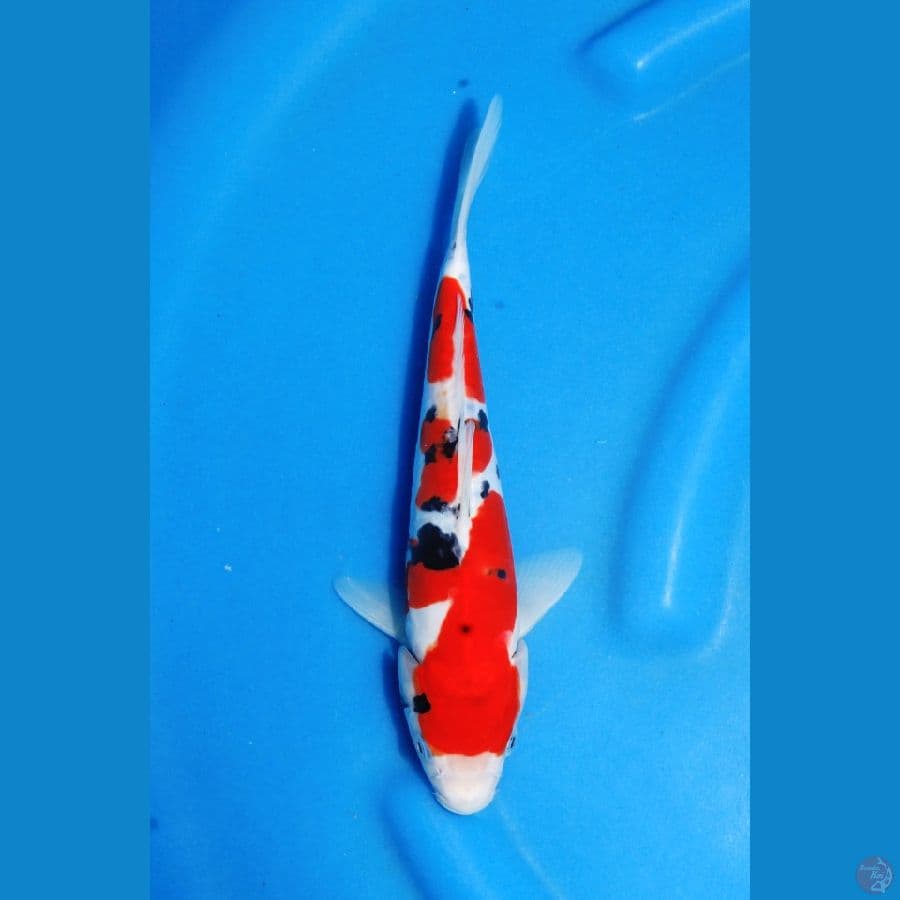 doitsu sanke sq 25cm