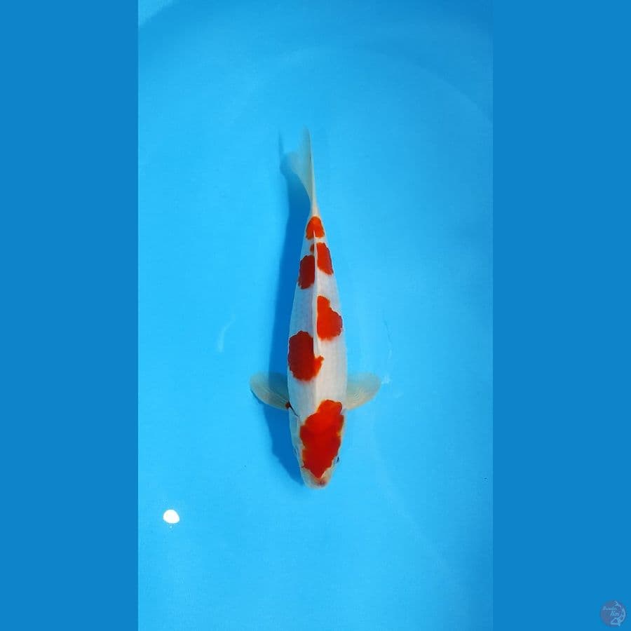 Kohaku 30cm HQ