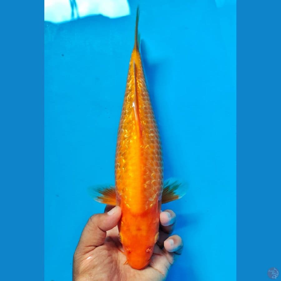 beni karasi ginrin