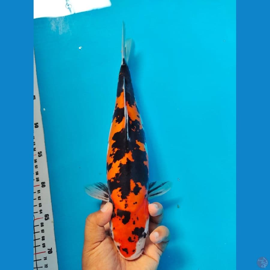 sanke blorok doithsu 35cm