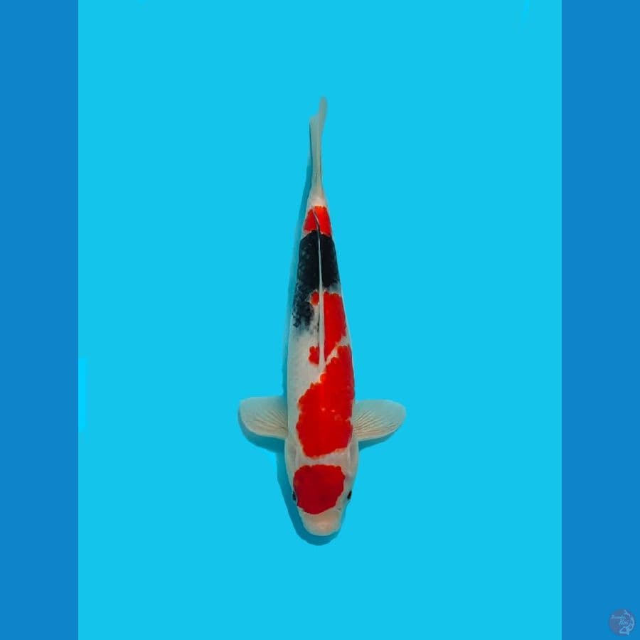 Showa 30 cm