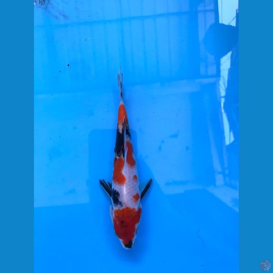 kindai showa 17cm