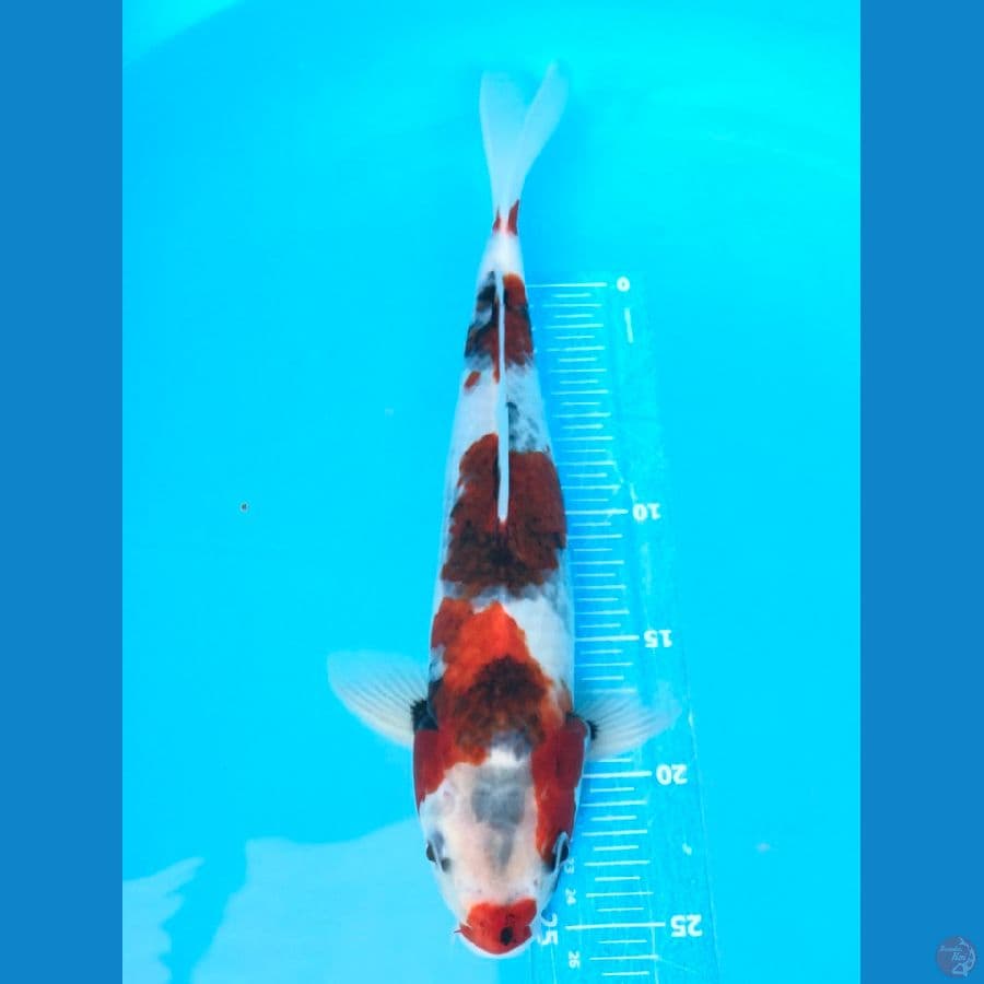 Limited Korom X Showa 35cm Jantan