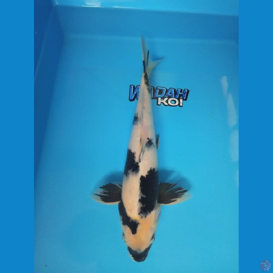 SHIRO - 38Cm Male