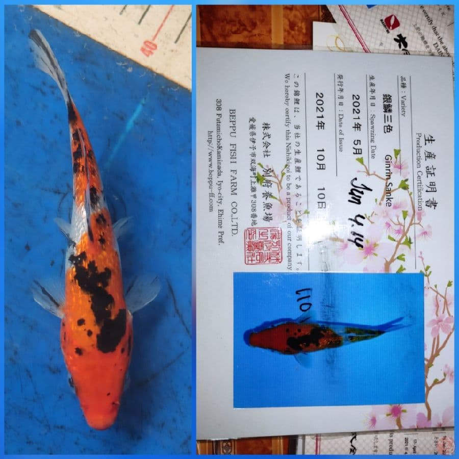 Sanke Ginrin Beppu 20bu
