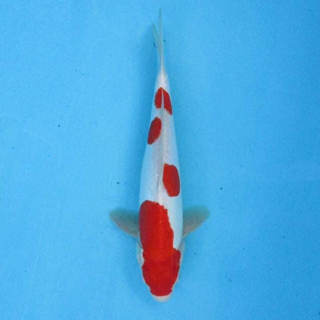 CENDRAWASIH KOI