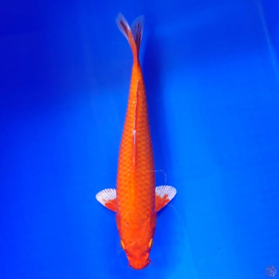 Orenji Ogon 28cm