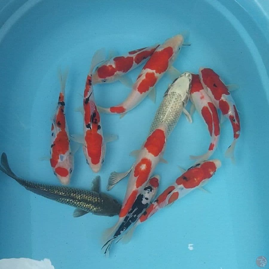 11 ekor 20-28cm