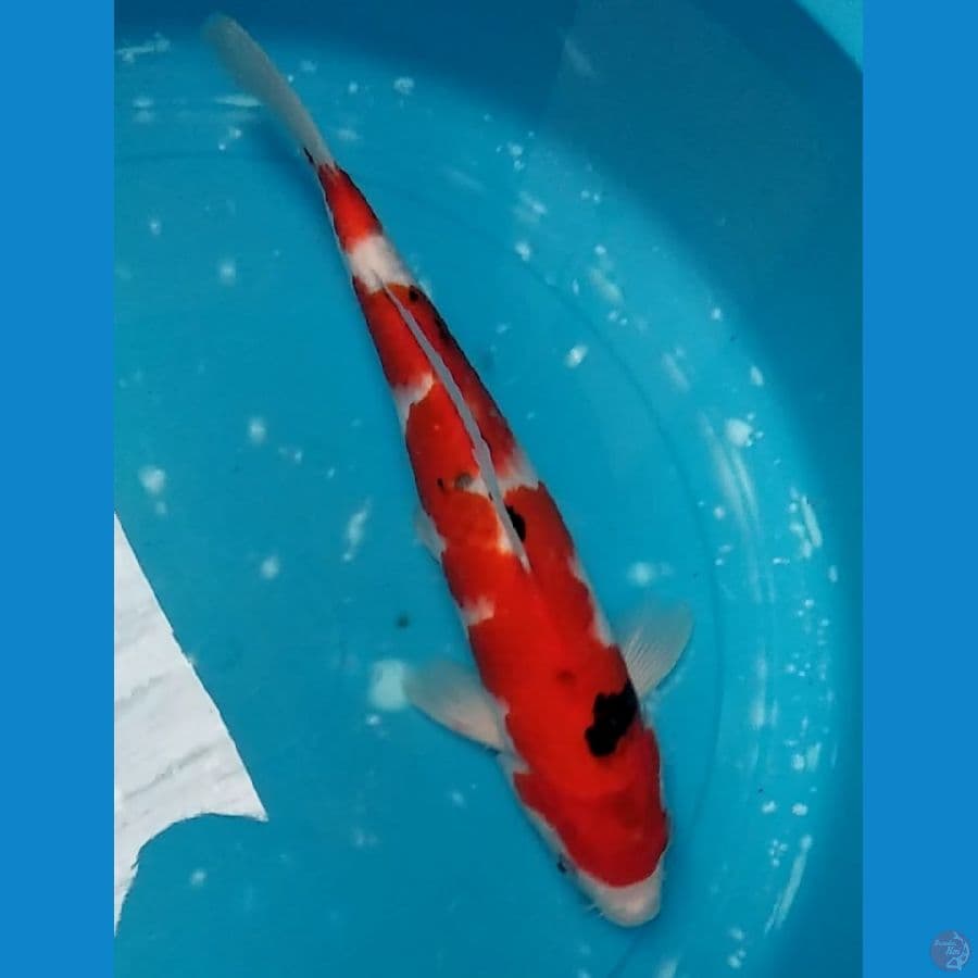 Sanke 31cm