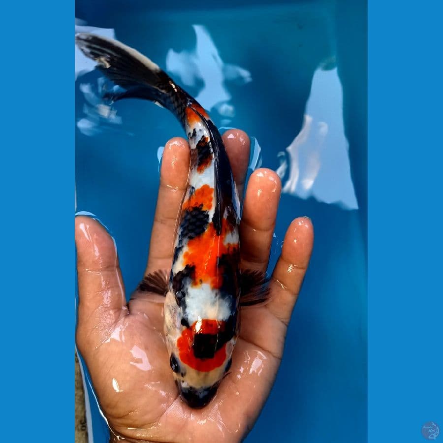 showa 23cm