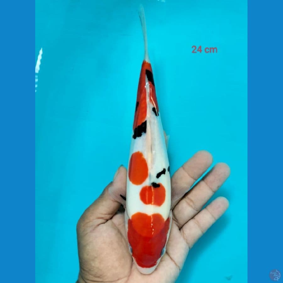 sanke 24cm