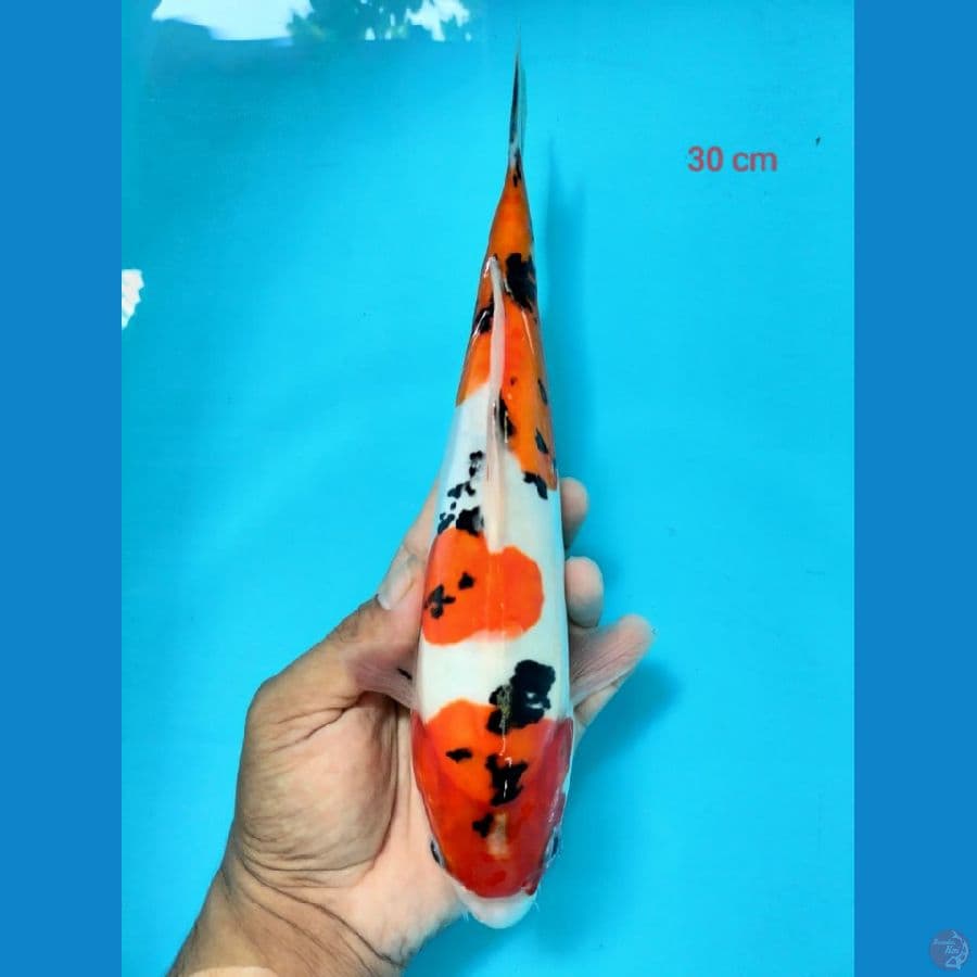 sanke 30cm
