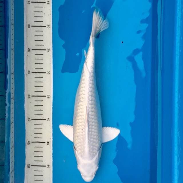 Putih Mulus Putri Salju