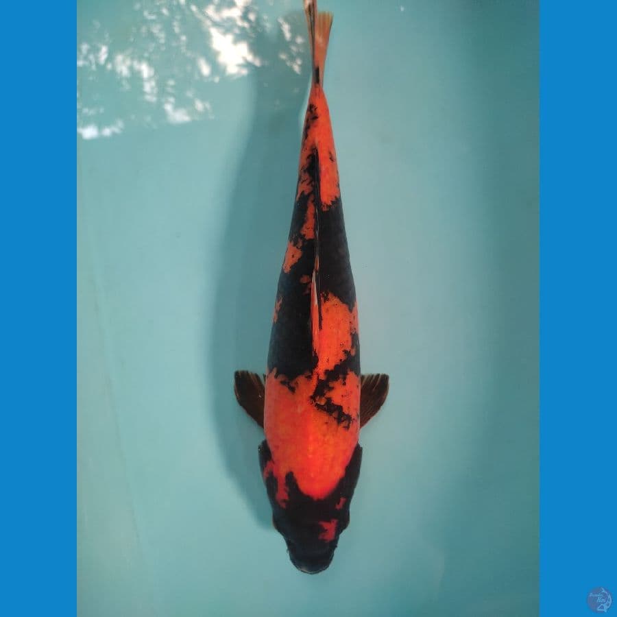 Oren 37 cm F