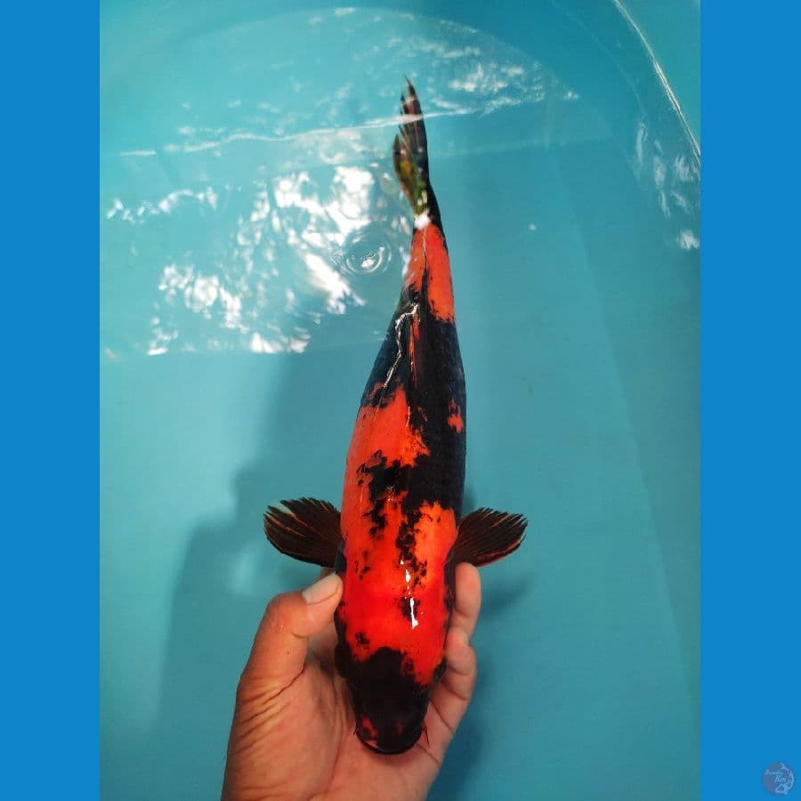 Oren 37 cm f