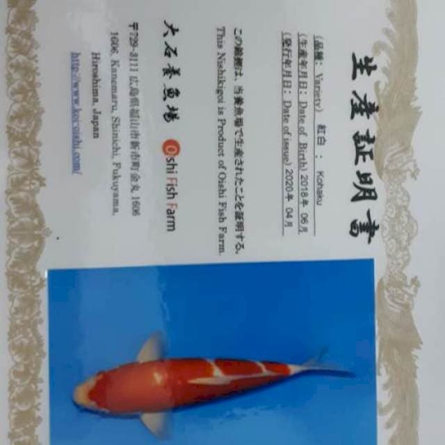 Kohaku Serty Oishi