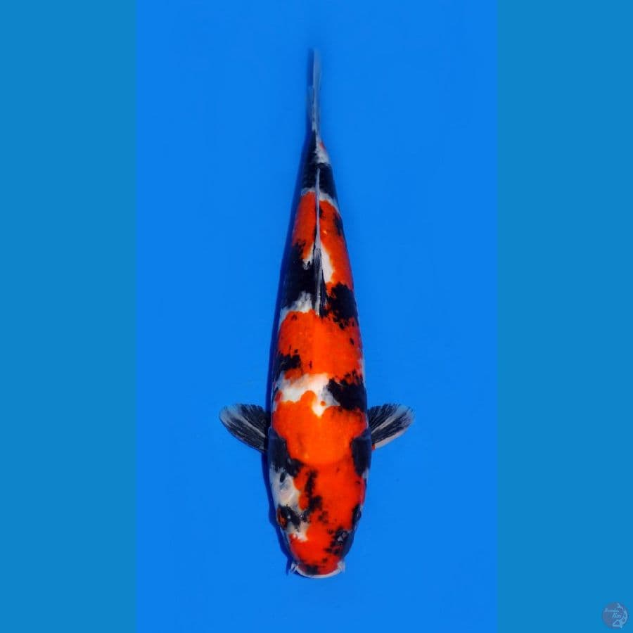 b~SHOWA 30 CM