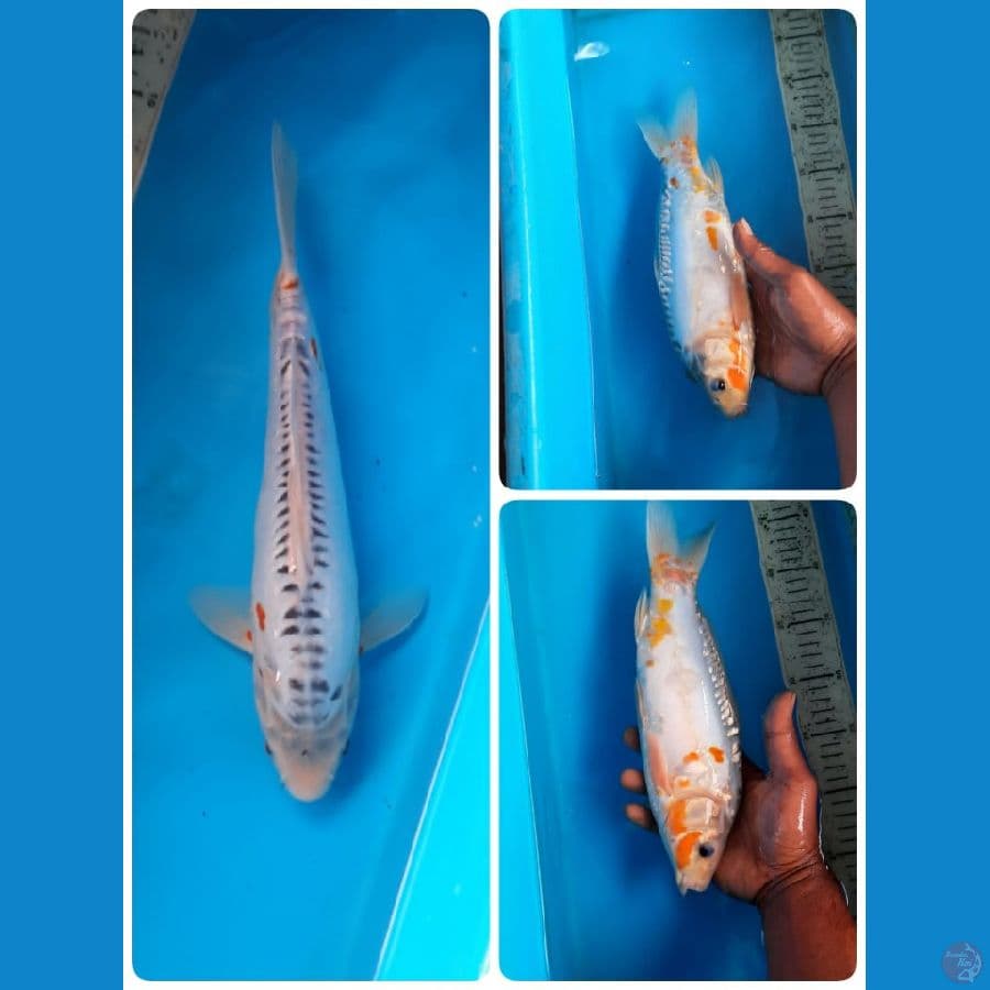 shusui 31cm