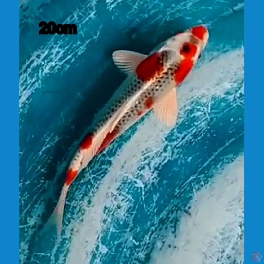 KUJAKU 20cm