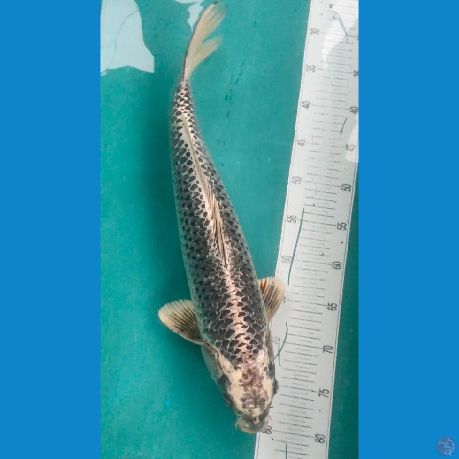 matsuba male 50cm