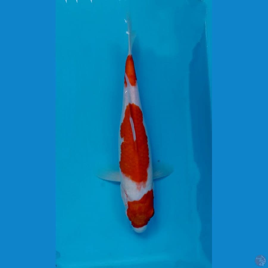 kohaku 28cm