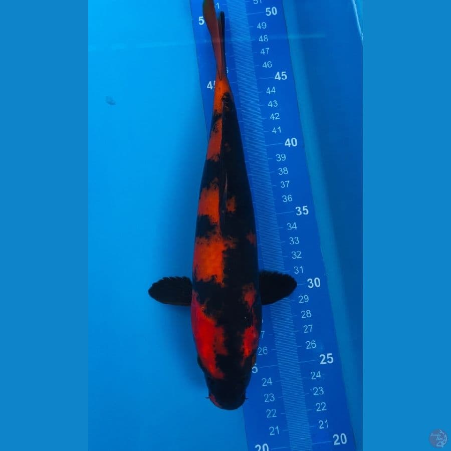 hi utsuri 26cm