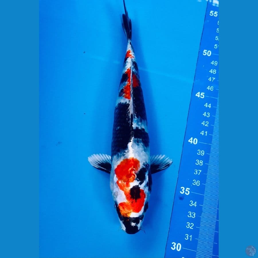 showa hikari 23cm