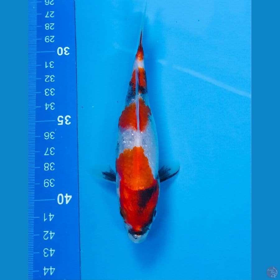 showa 15cm