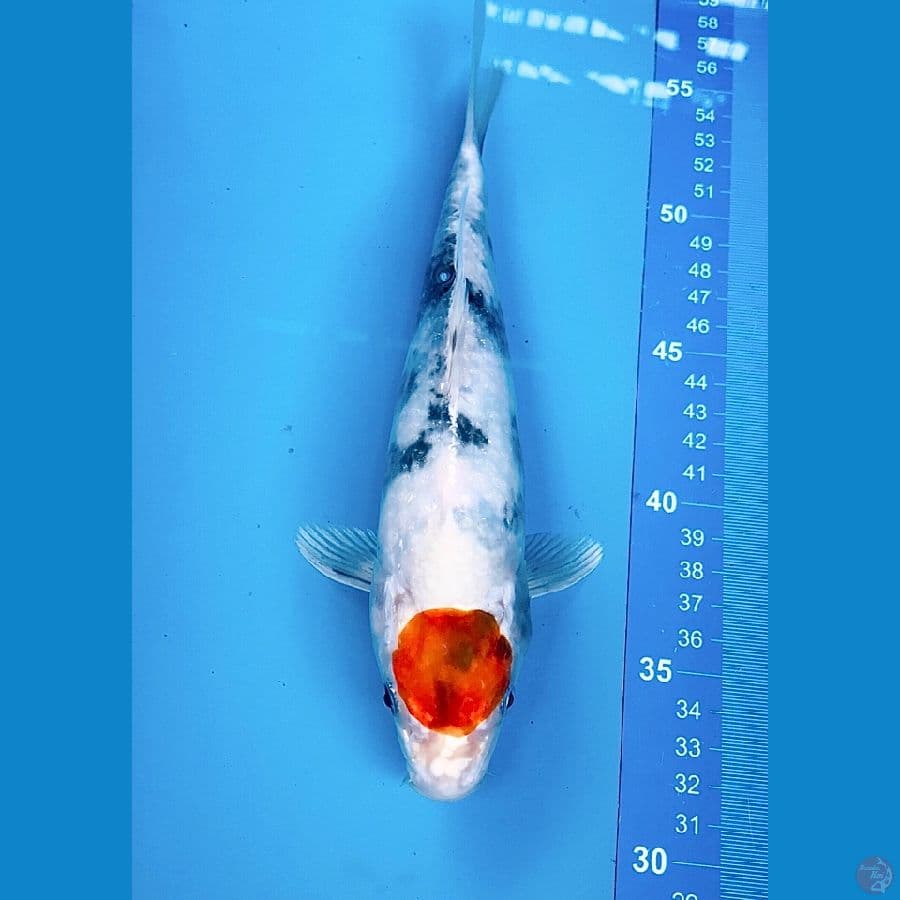 tancho showa hikari 24cm