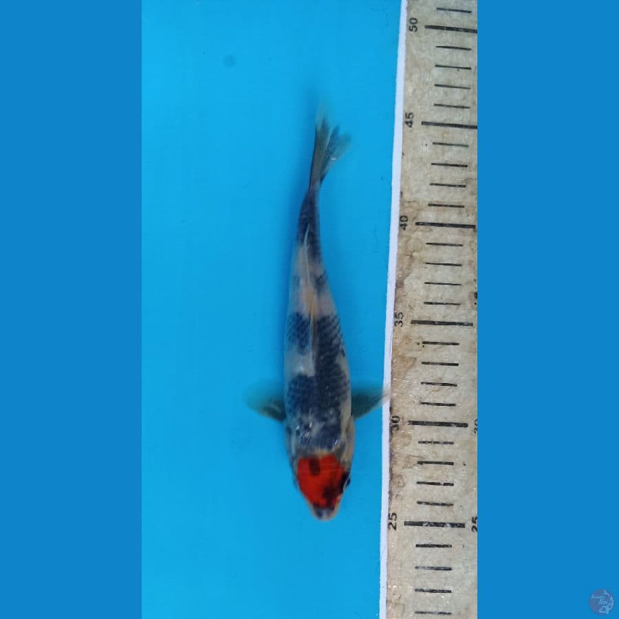 tancho showa 20cm