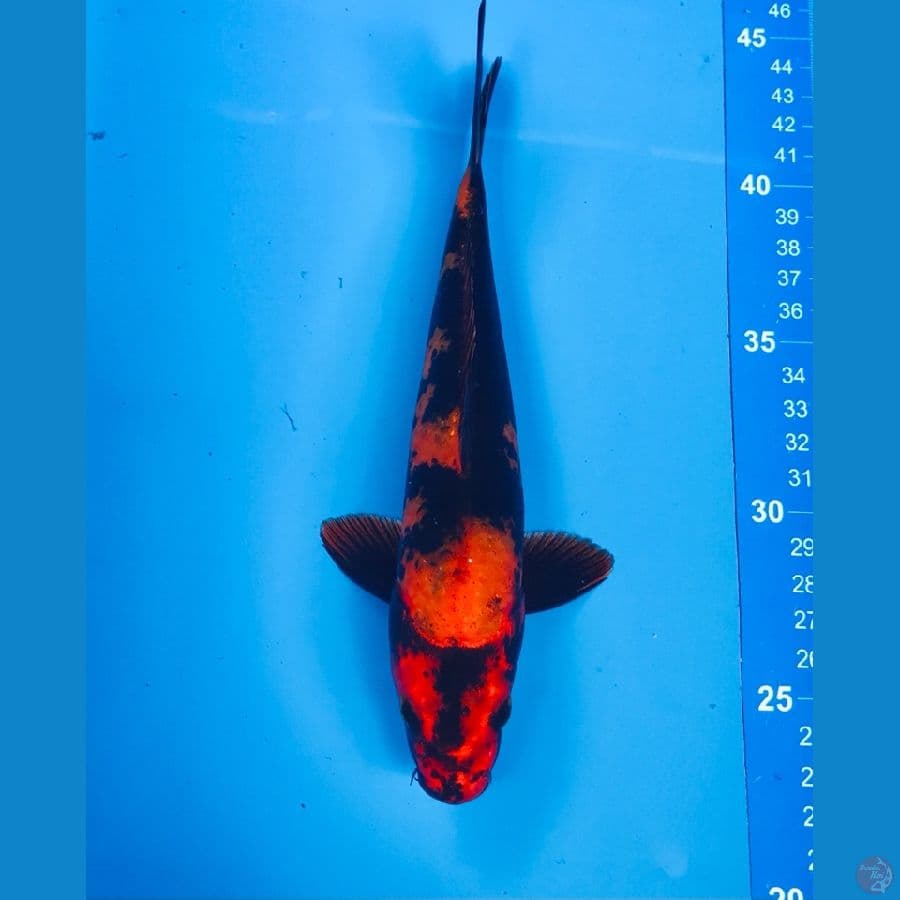 hi utsuri 20cm