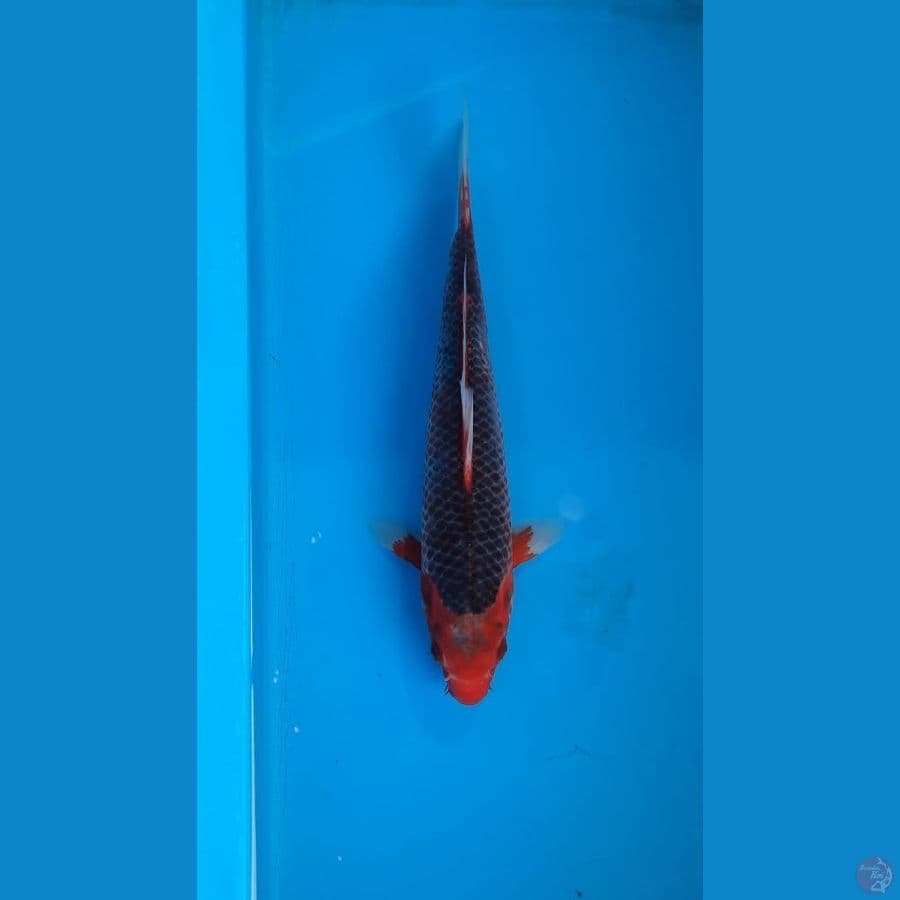 akamatsuba 26cm