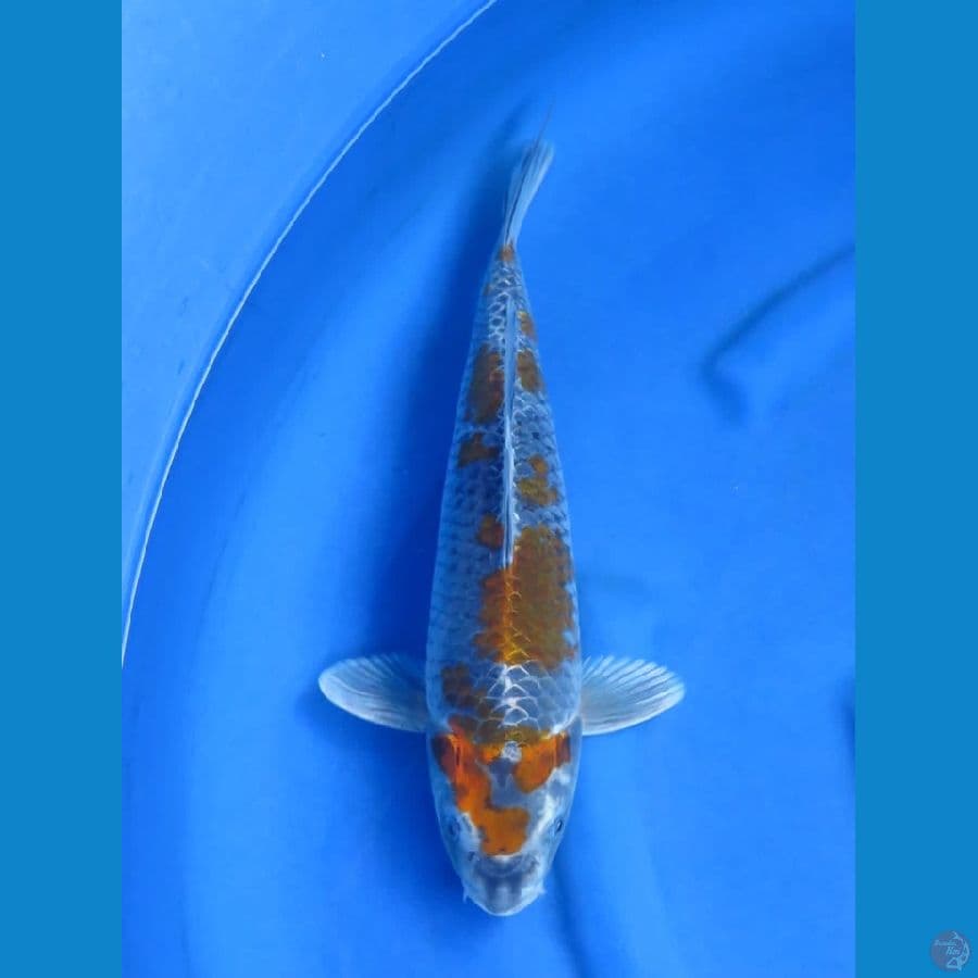 39cm - Unique Kawarimono