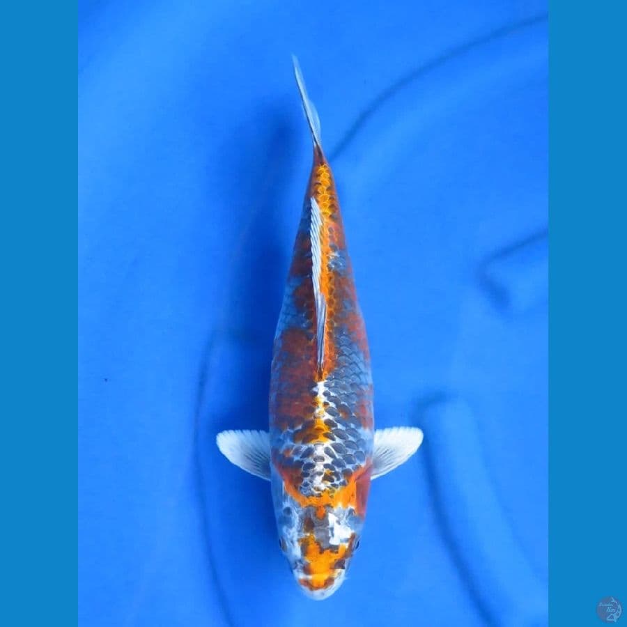 36cm - Unique Kawarimono