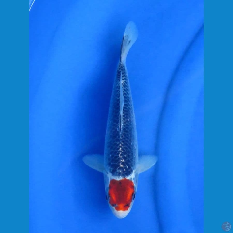 26cm - Ori Male