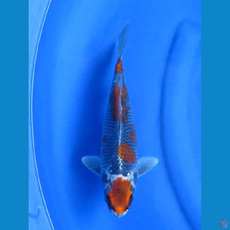 29cm - Pola Ori - Kuro Goshiki
