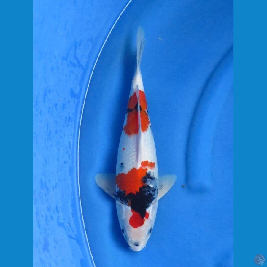 37cm , Male Kindai Showa
