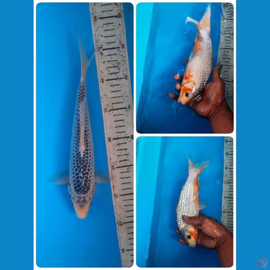asagi 29cm