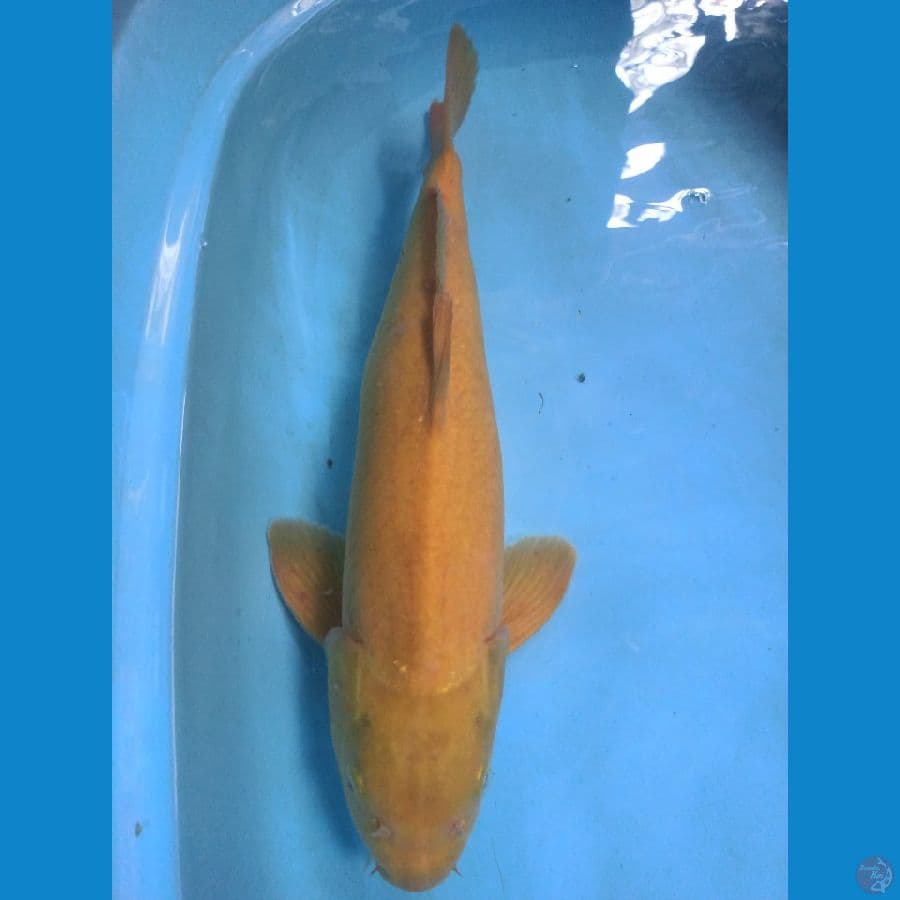 46cm Karashi F1 Marudo