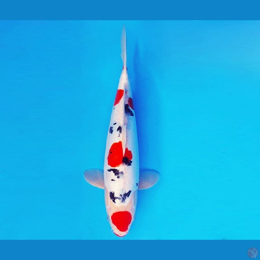 YORI 4 - SANKE DOITSU 30 cm/male ®