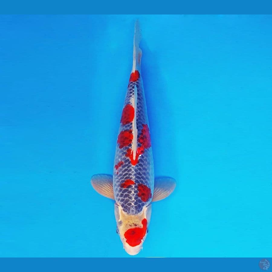 YORI 9 - GOSHIKI 35 cm/male ®