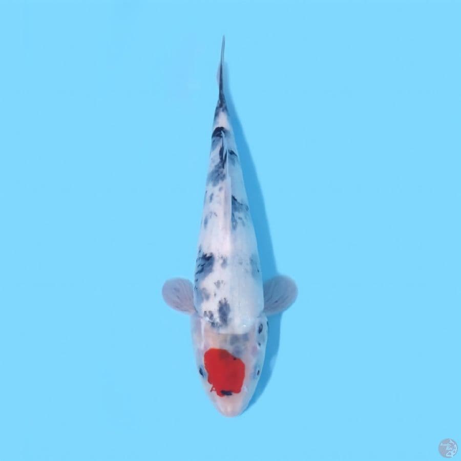 TC SHOWA TATEGOI 32CM - FEEMELE