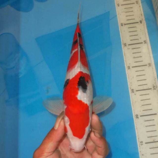 SANSHOKU