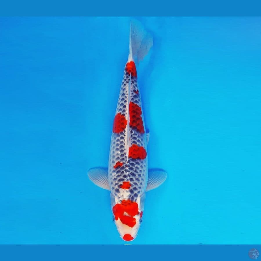 YORI 11 - GOSHIKI 35 cm/fm ®