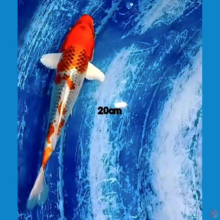KUJAKUnya 20cm