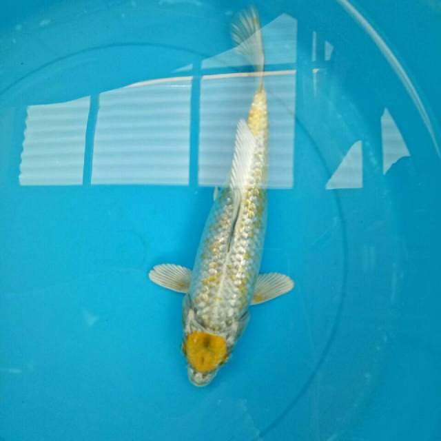 Widodo_Mancunian ( ginrin 28 cm )