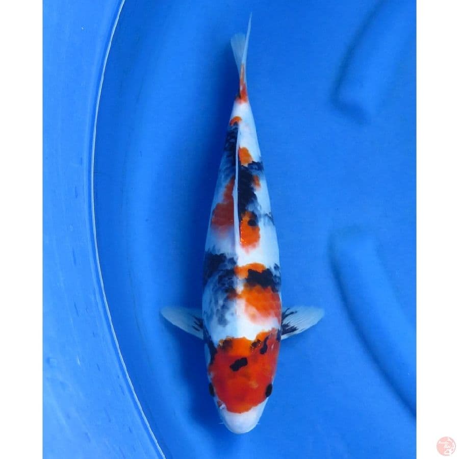 36cm , Kindai Showa Original